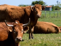 Les vaches médocaines