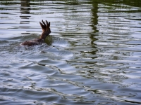 Un chevreuil prend son bain