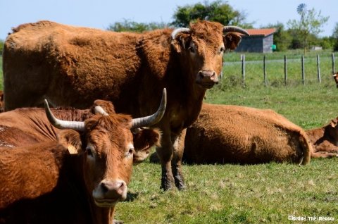 Les vaches médocaines