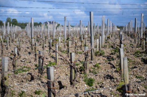 Les vignes à perte de vue