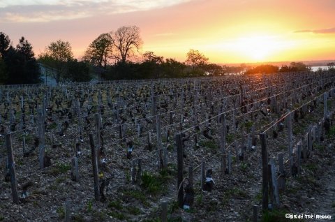 Lever de soleil sur les vignes de St Julien